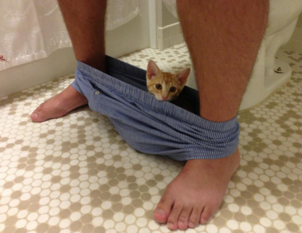 Коты, которые чихать хотели на ваше личное пространство