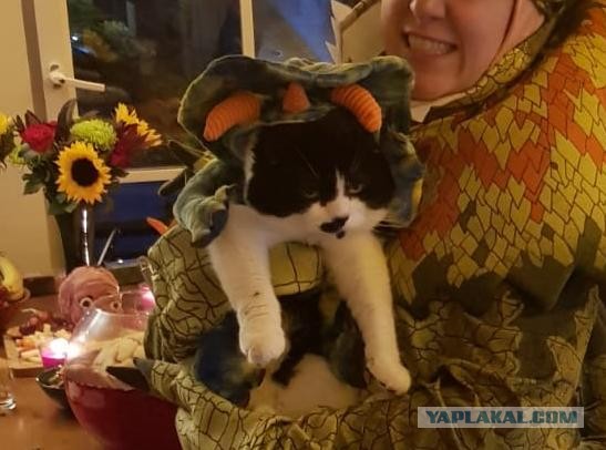 Котовторник. Февраль