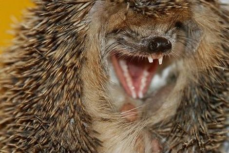 Женщина из Новой Зеландии выходила ёжика, который из-за чесотки лишился всех своих иголок и был беззащитен.