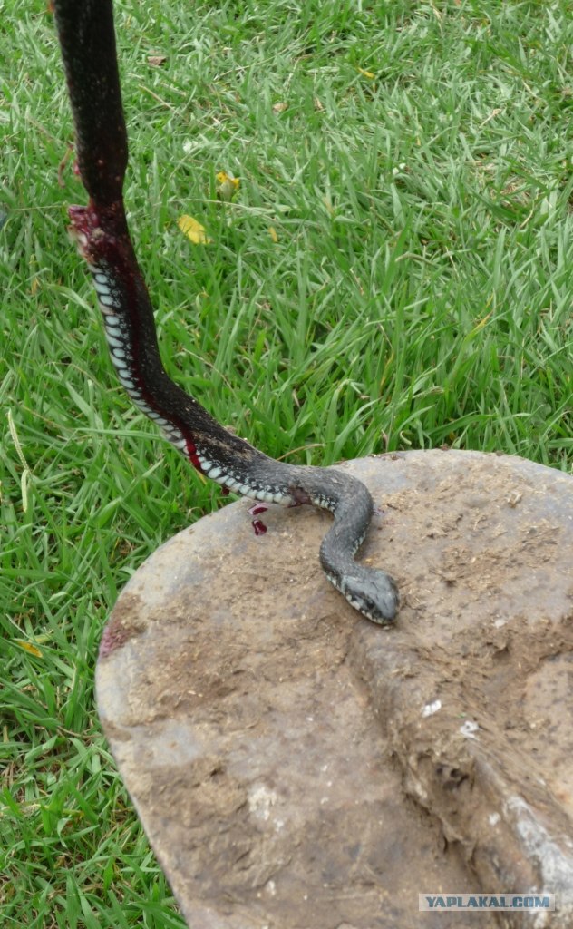 Абхазия там где....