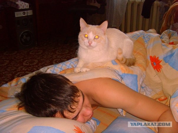 Котовторник 09.04.2013