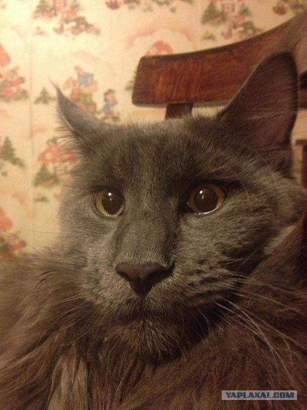 Котовторник 09.04.2013