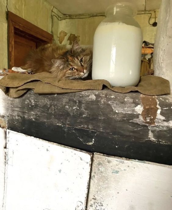 Коты деревенской породы