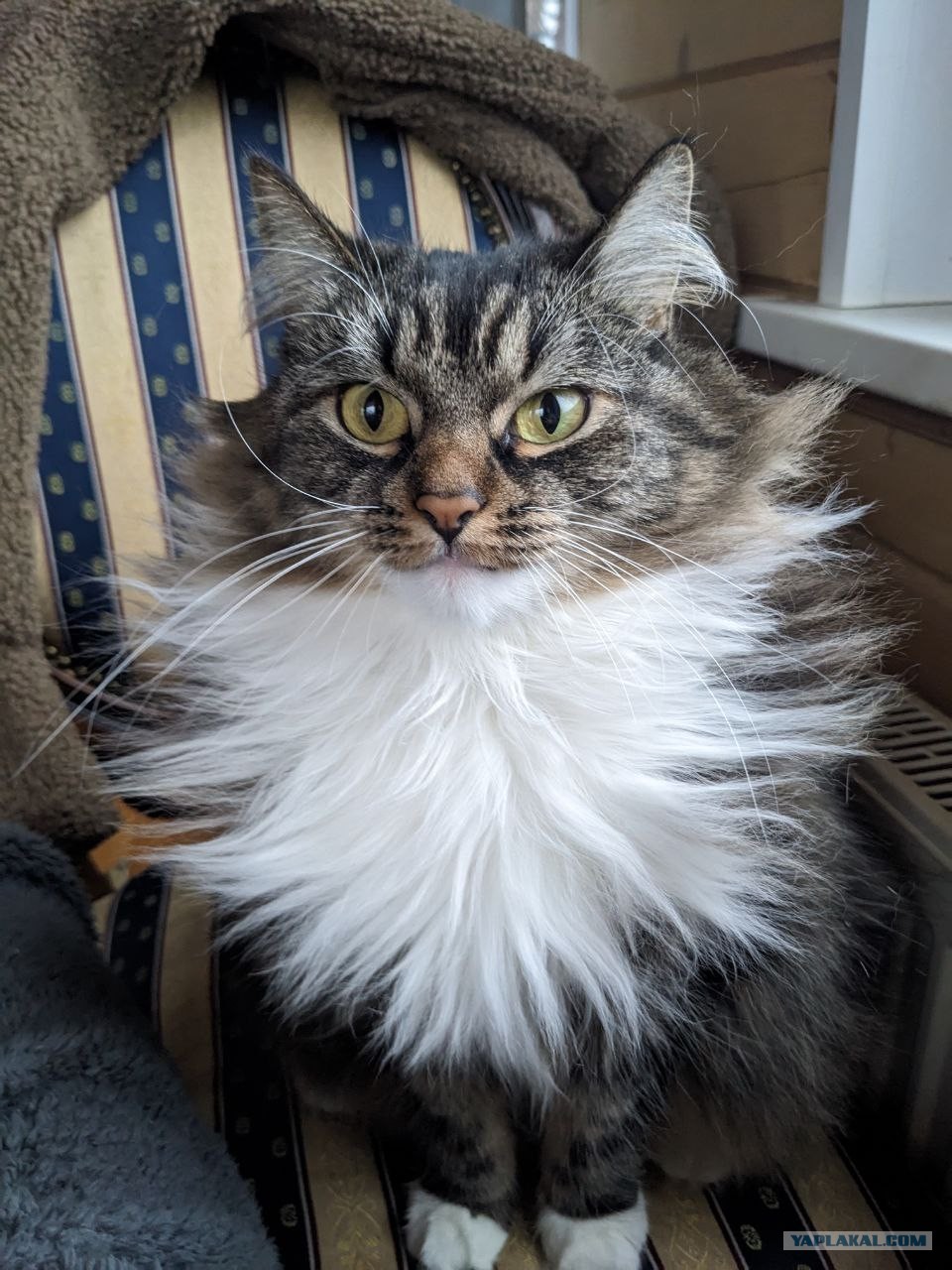 Котовторник