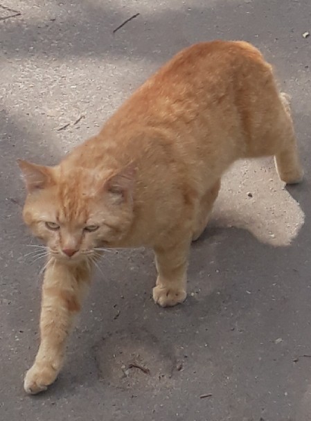 Мурзик, фас!