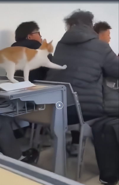 Мяу, мяусы...