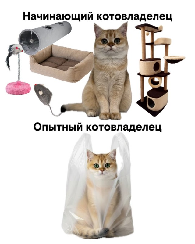 Вопрос к кошачьим рабам