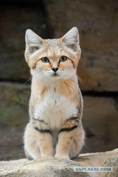 Барханные коты — одни из самых неуловимых диких кошек на нашей планете