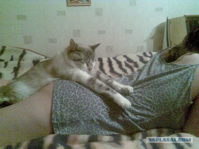 Котовторник 18.03.2014