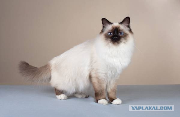 Породы кошек. Часть 2