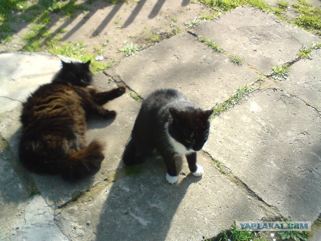 Котовторник 20.05.2014