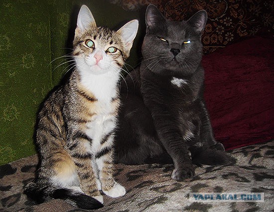 Котовторник 24.06.2014
