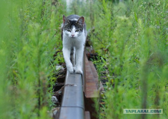 Котовторник 28.10.2014