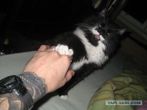 Котэподборка