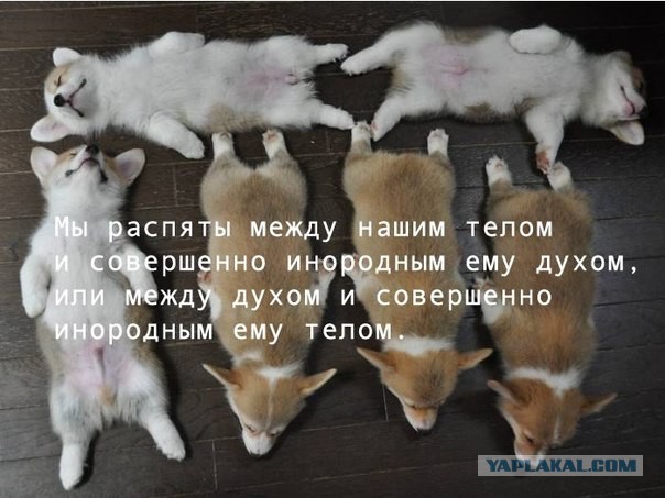 Картинки, текст и даже есть фигня