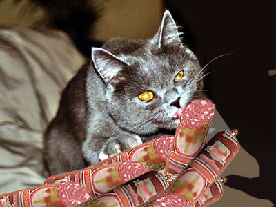 Коты, кошки, котята