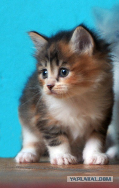 Новогодний котовторник,05.01.16.