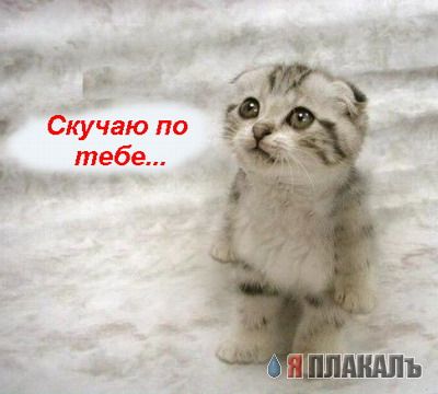 Коты, кошки, котята