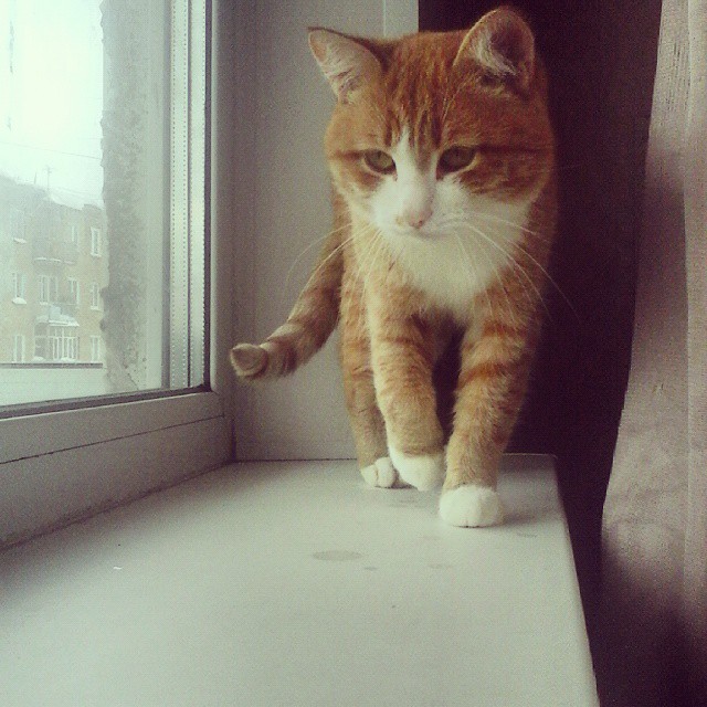 Котовторник  01.03.2016