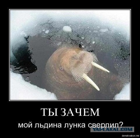 Блин прям крокодил