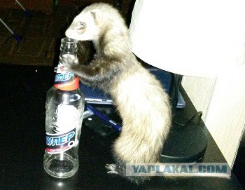 Вот такой улов. И хозяева уроды...