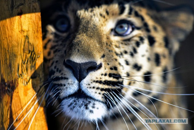 Дальневосточный леопард Leo M31 и его новые владения