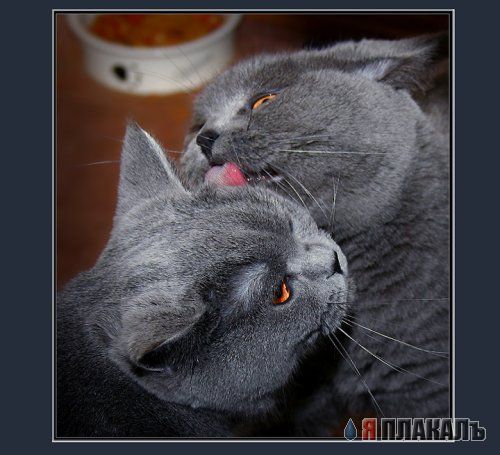 Коты, кошки, котята
