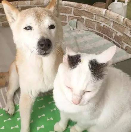 Старый пес и его друг кот