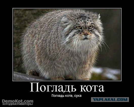 Кот наркоман - горе в семье.