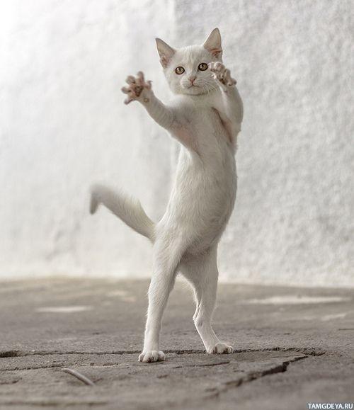 Коты из сети
