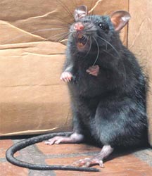 "Cмельчак" пытается убить крысу в ванной