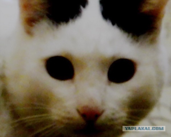 Чёрная дыра