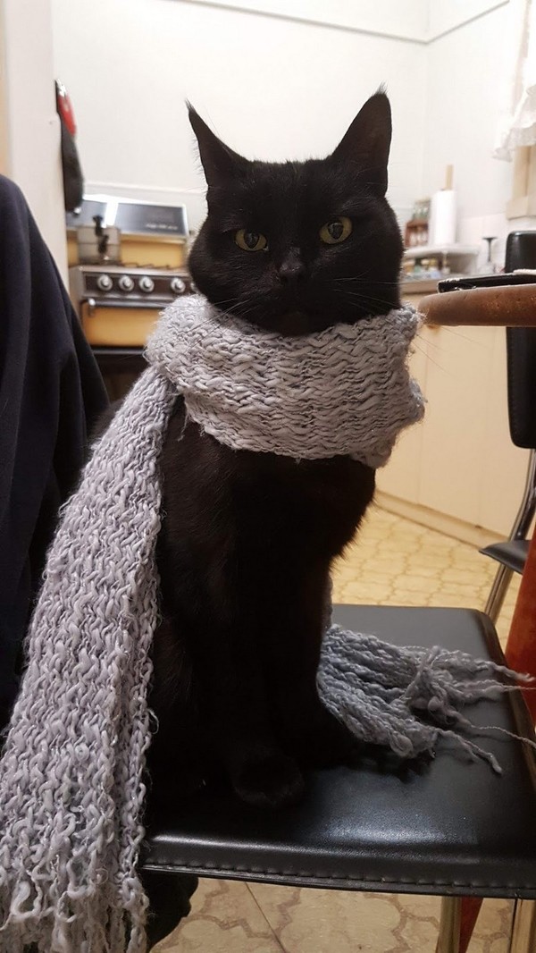 Прикольных котов пост