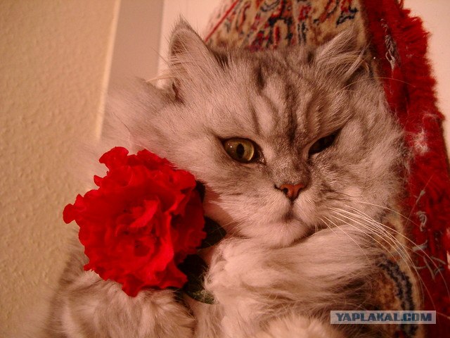 Котовторник, Весна, Цветы!