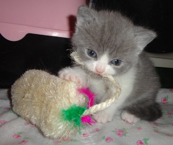 Котовторник 13.12.11 - магическе числа