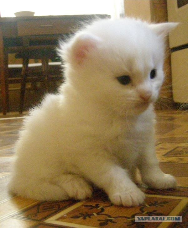 Котовторник 1 мая 2012