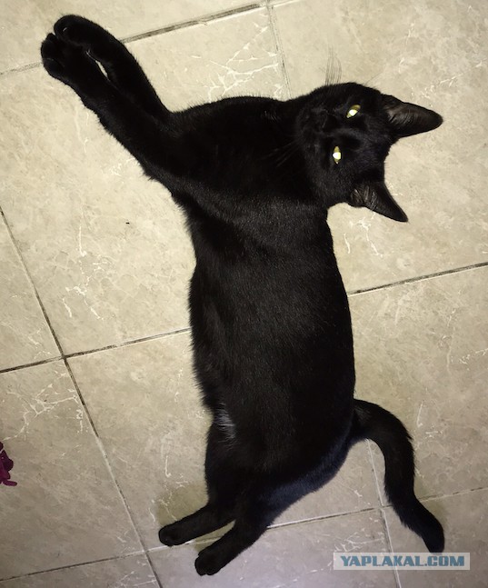 С Днём кошки!