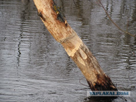 Белорусское село. Закрытая в России тема
