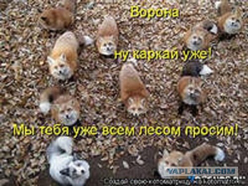 Обклёваные вороны