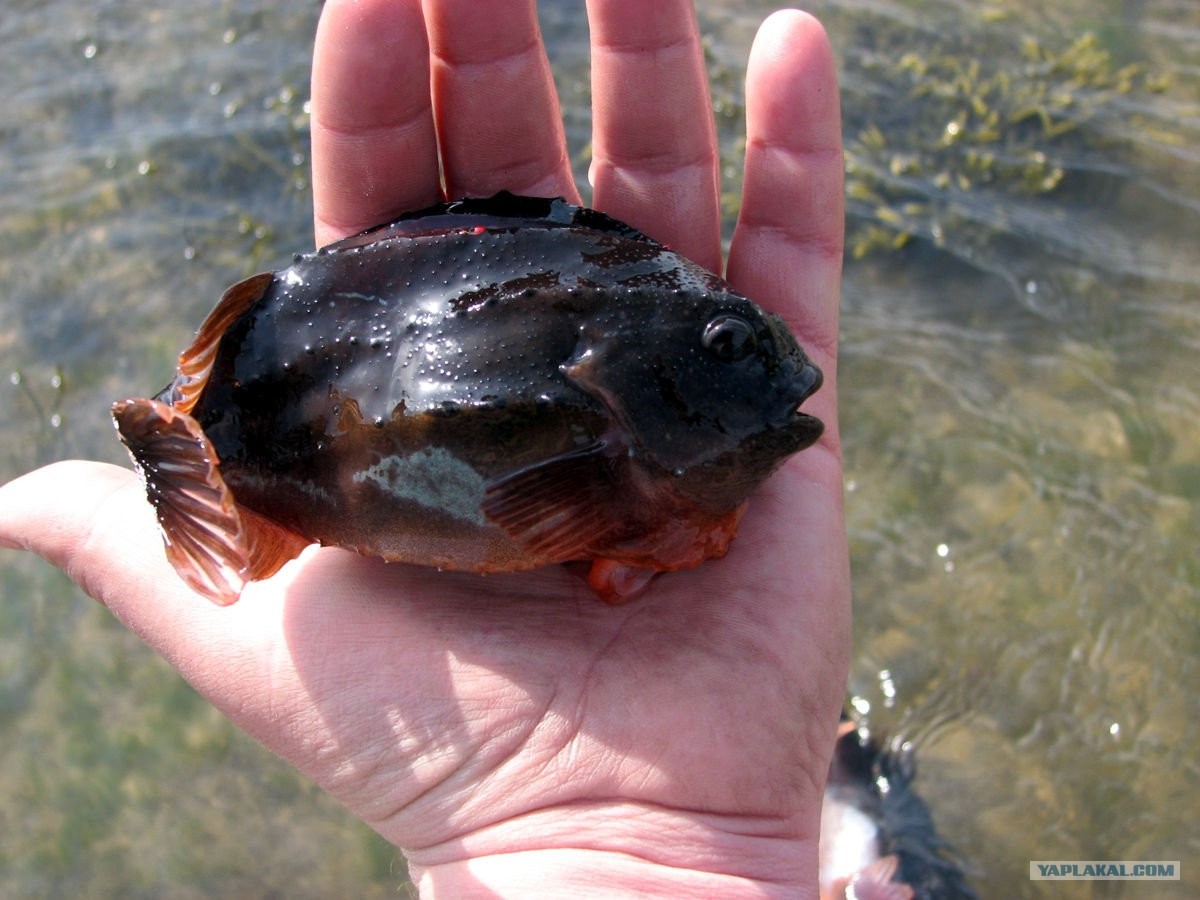 Пинагор, или рыба-воробей (Cyclopterus lumpus) | adriaticnature