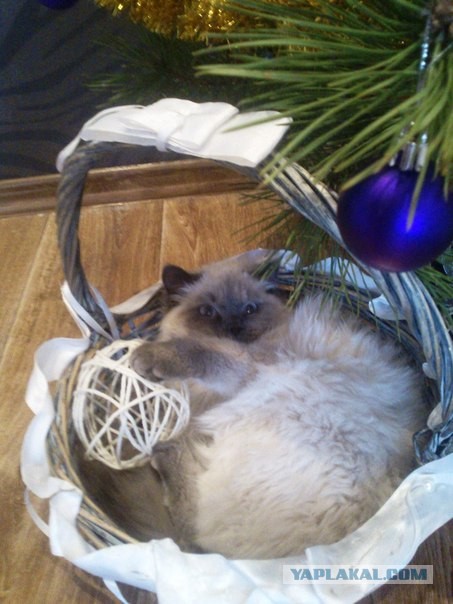 Мелом обвести?