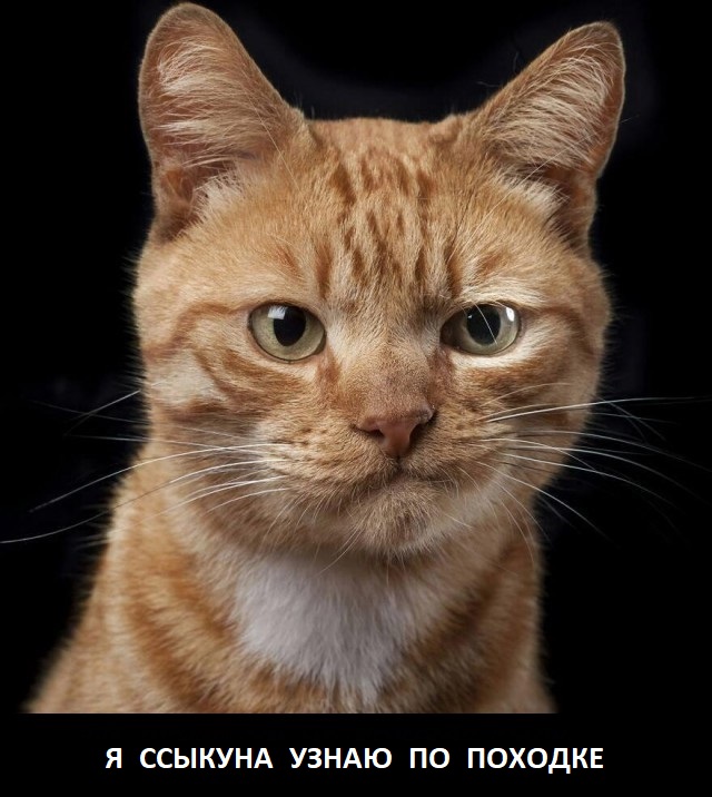 Мурзик, фас!