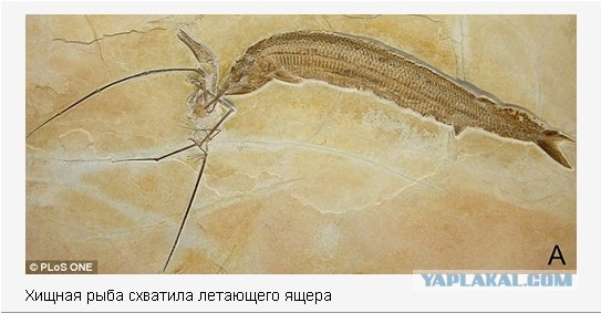 Ученые нашли окаменевшую смерть