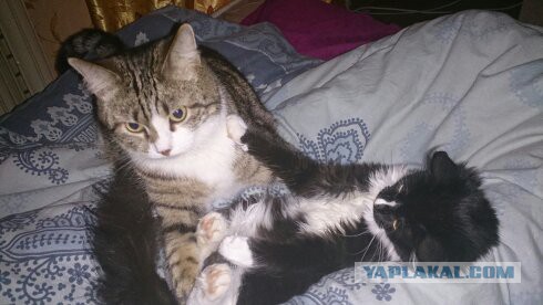 Котовторник 16.06.2015., Котовторник наступил!