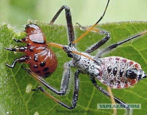 10 жутких способов самозащиты из животного мира