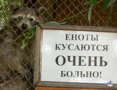 Но еноты такие милые