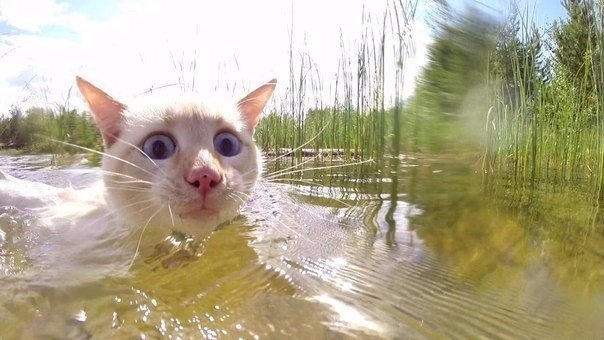 Мохнатые беспредельщики