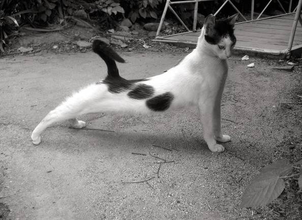 Коты, кошки, котята