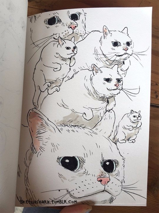 Коты из сети
