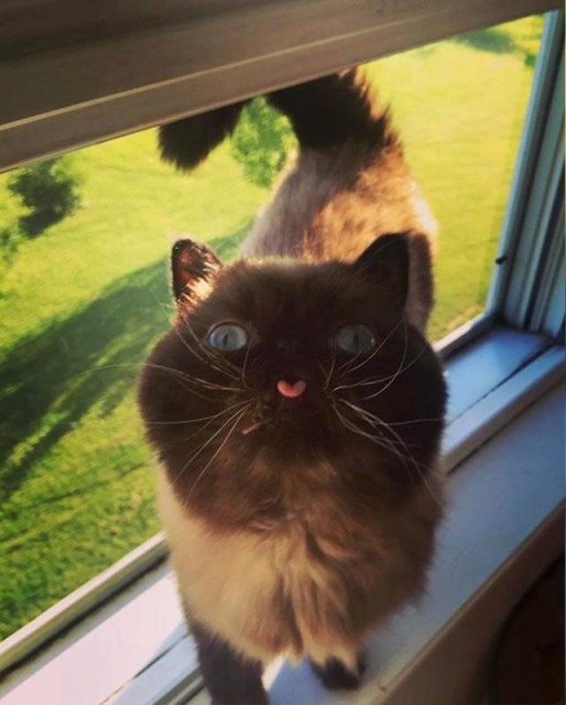 Коты и Кошки